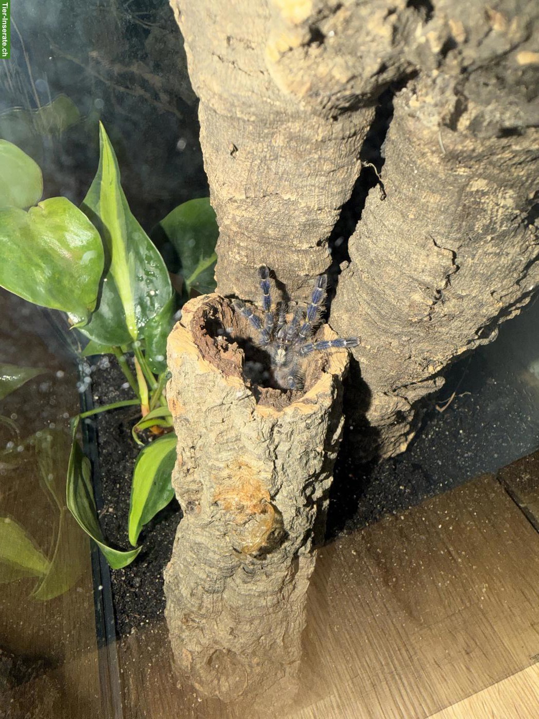 Vogelspinne Poecilotheria metallica inkl. Terrarium
