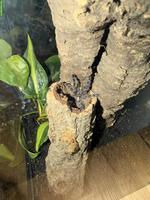 Vogelspinne Poecilotheria metallica inkl. Terrarium
