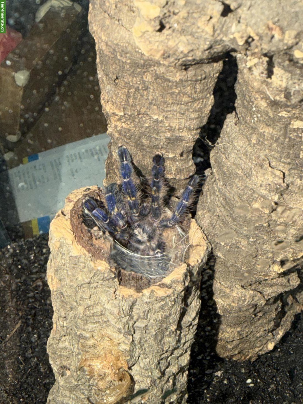 Bild 2: Vogelspinne Poecilotheria metallica inkl. Terrarium