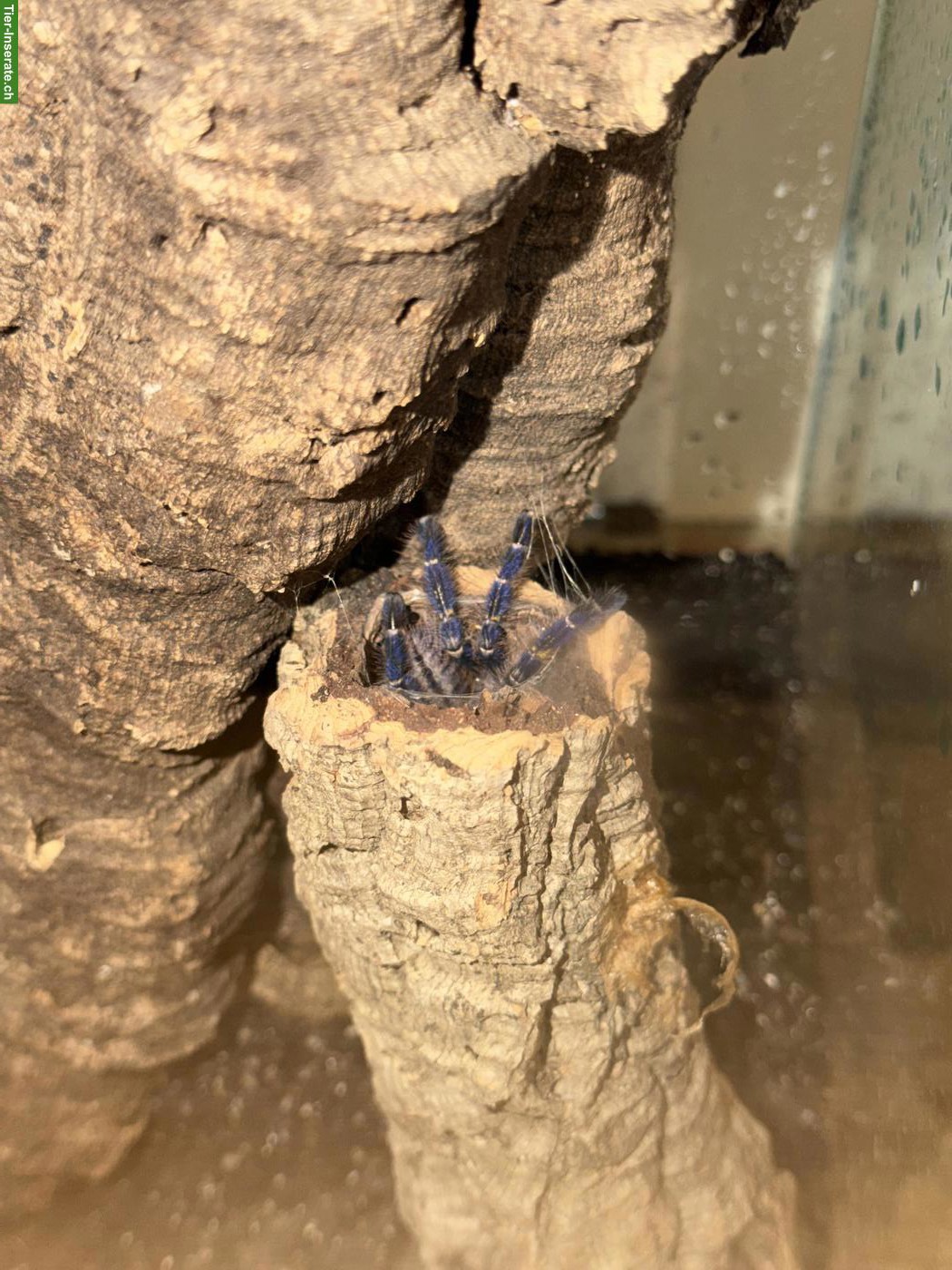 Bild 3: Vogelspinne Poecilotheria metallica inkl. Terrarium