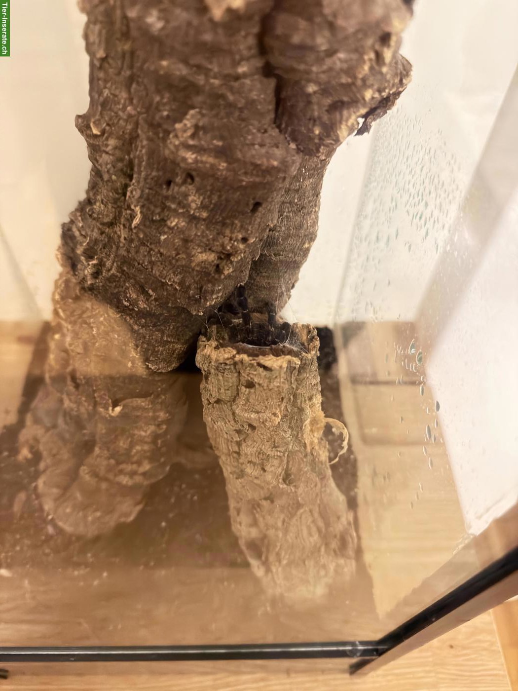 Bild 4: Vogelspinne Poecilotheria metallica inkl. Terrarium