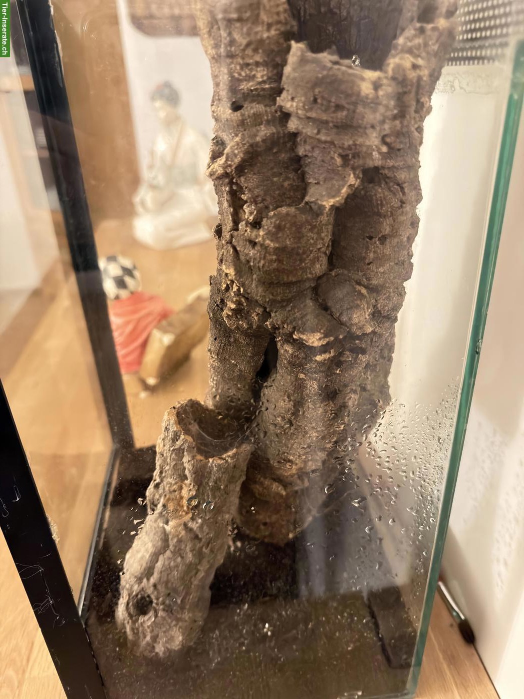 Bild 5: Vogelspinne Poecilotheria metallica inkl. Terrarium