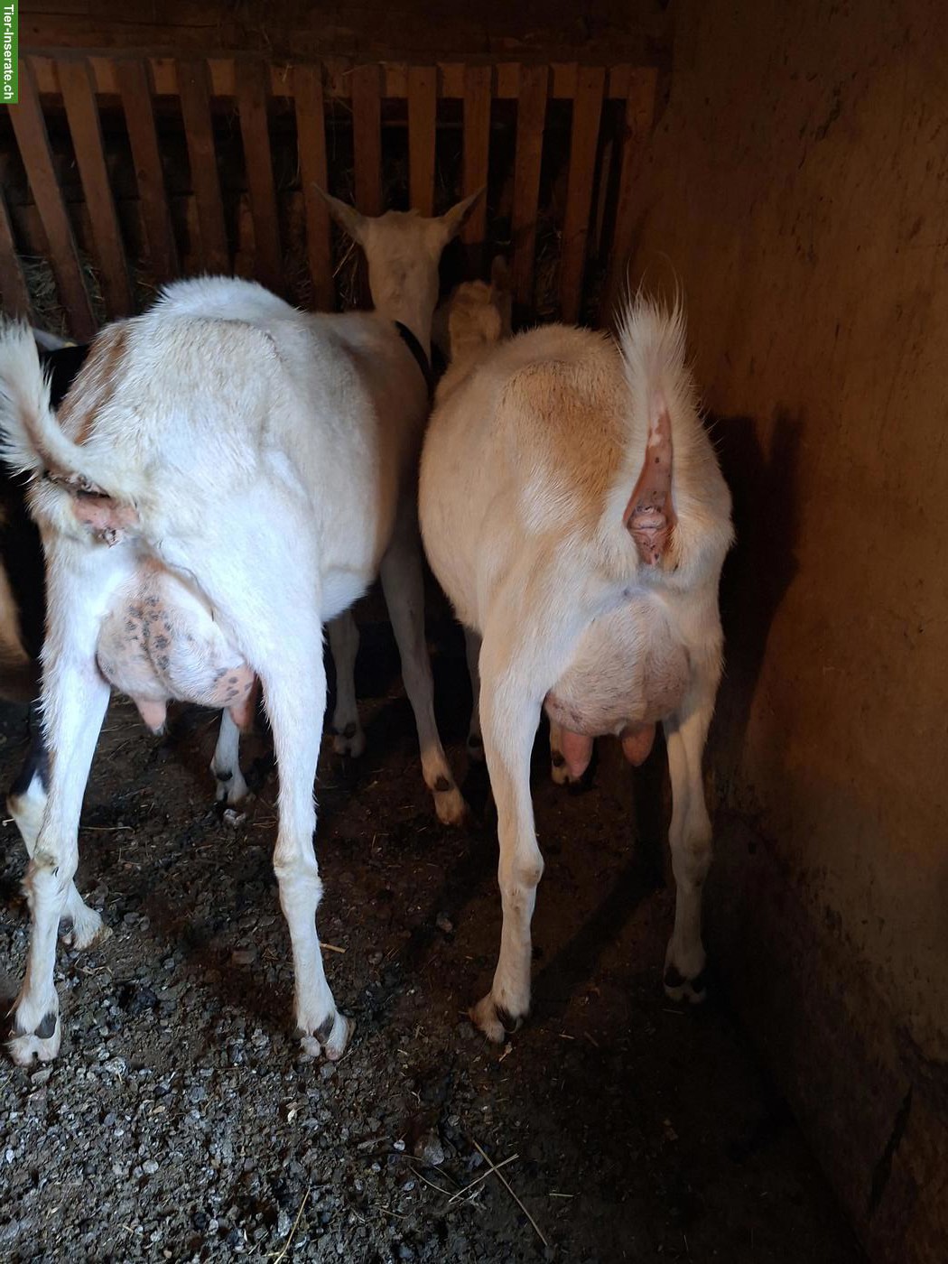 Bild 2: Bio Ziegen zu verkaufen, hornlos 🐐🐐