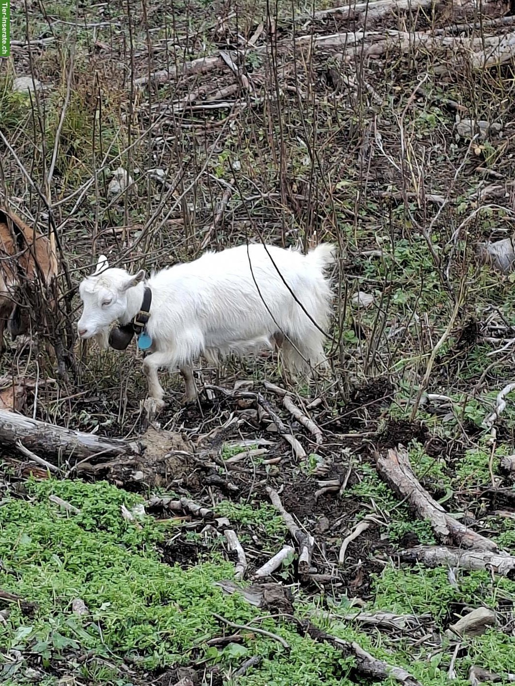 Bild 4: Bio Ziegen zu verkaufen, hornlos 🐐🐐