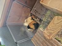 Gratis abzugeben: 2 Meerschweinchen Weibchen, 3 Jahre alt