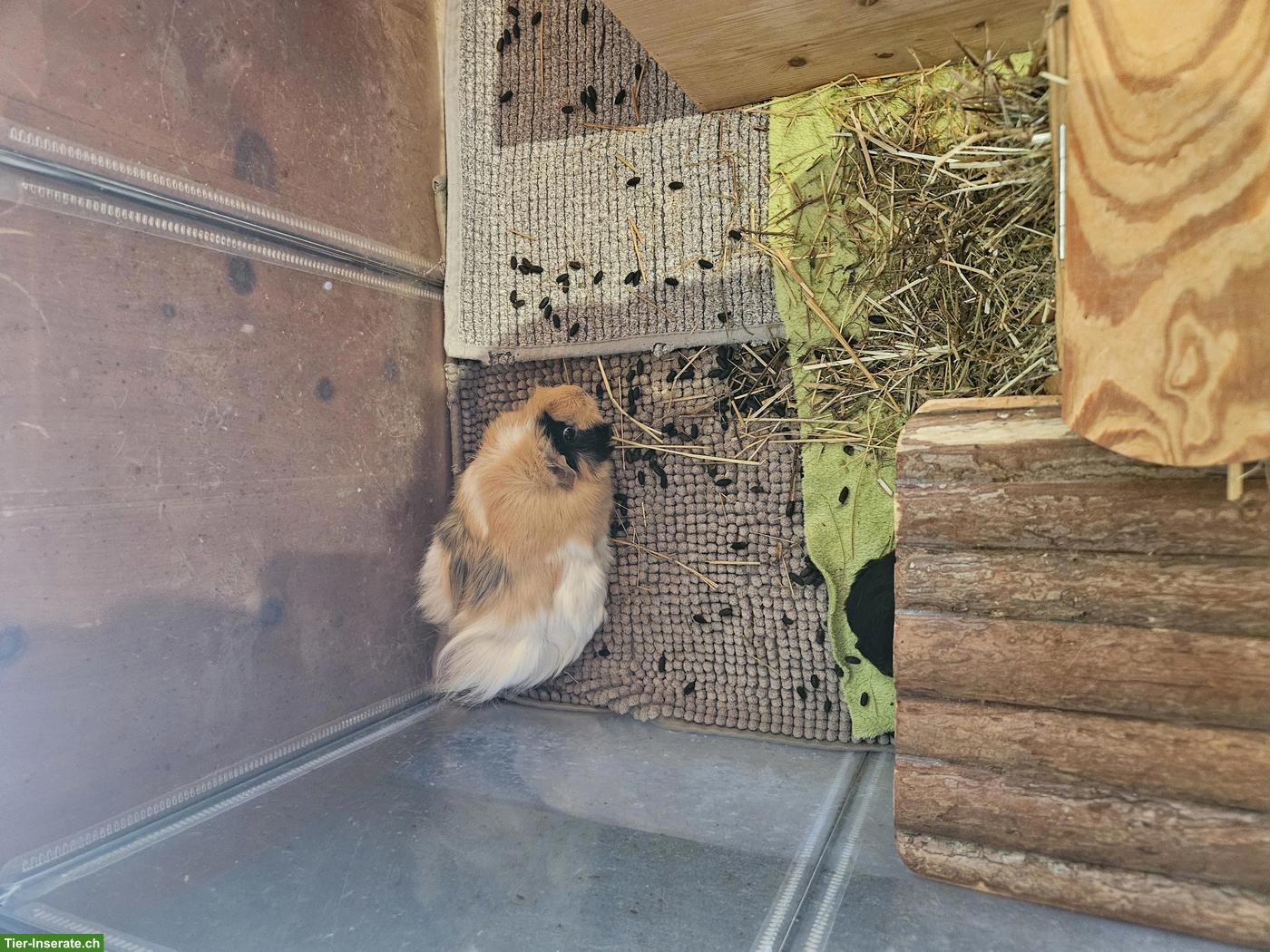 Bild 2: Gratis abzugeben: 2 Meerschweinchen Weibchen, 3 Jahre alt