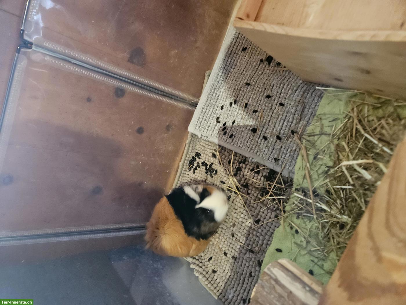 Bild 3: Gratis abzugeben: 2 Meerschweinchen Weibchen, 3 Jahre alt