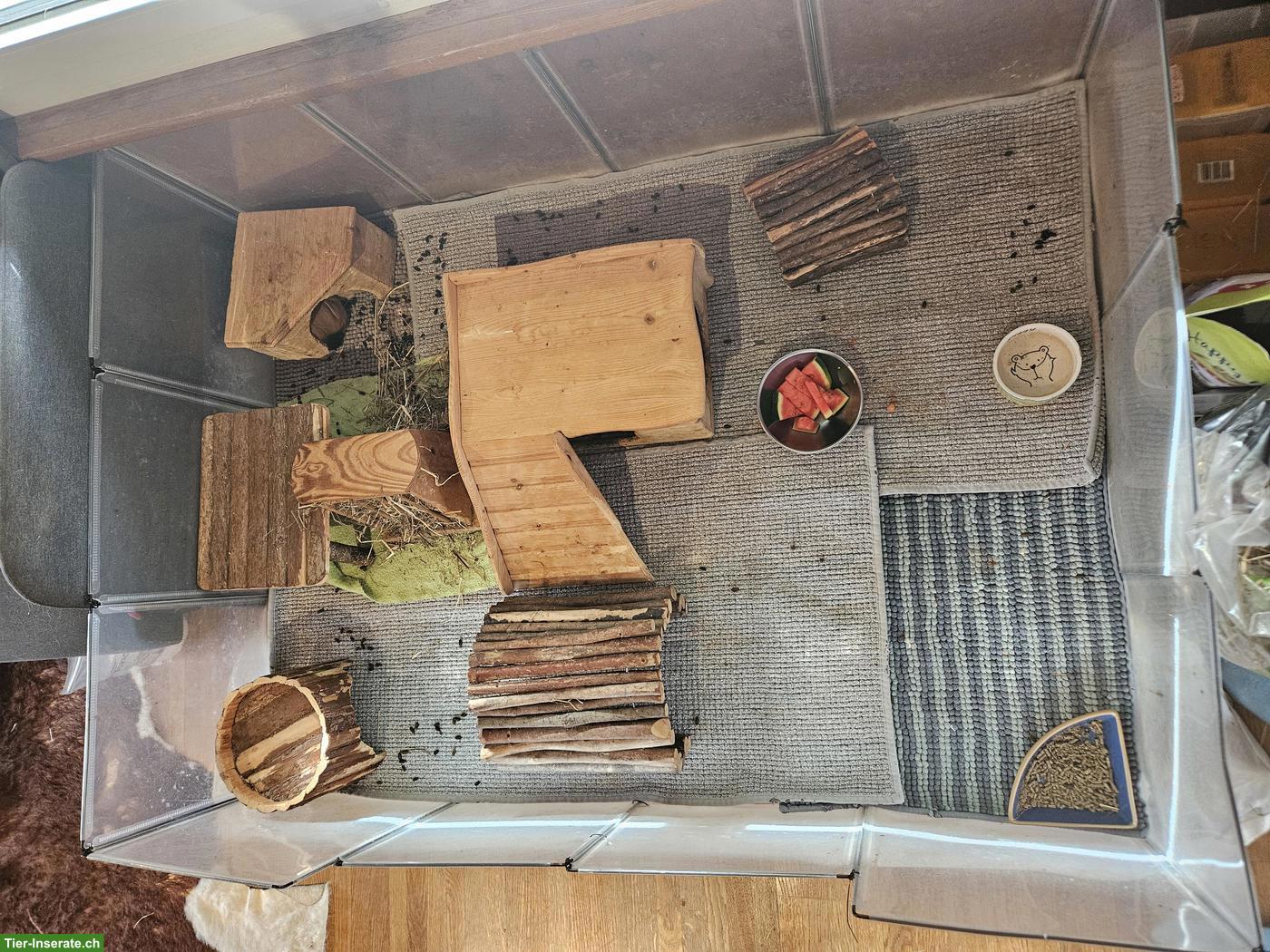 Bild 4: Gratis abzugeben: 2 Meerschweinchen Weibchen, 3 Jahre alt