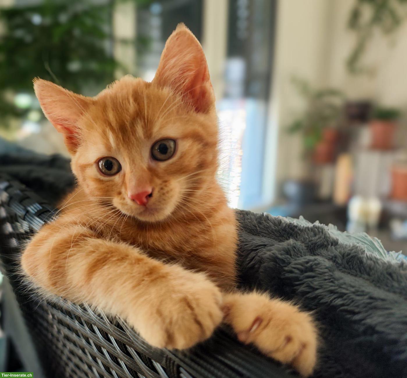 Kleiner Kater Romeo sucht ein liebes Zuhause 🐾