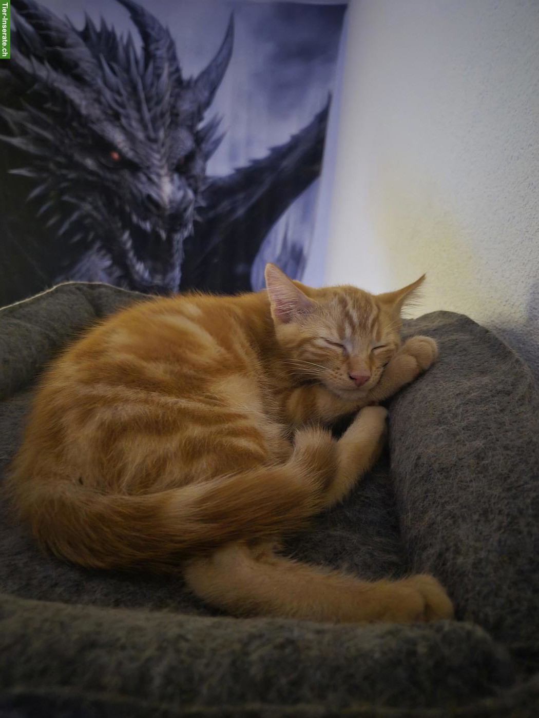 Bild 2: Kleiner Kater Romeo sucht ein liebes Zuhause 🐾