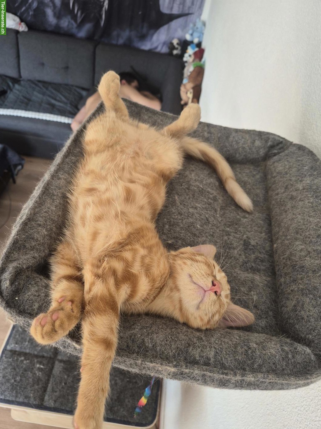 Bild 3: Kleiner Kater Romeo sucht ein liebes Zuhause 🐾