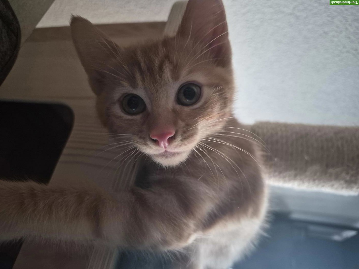Bild 4: Kleiner Kater Romeo sucht ein liebes Zuhause 🐾