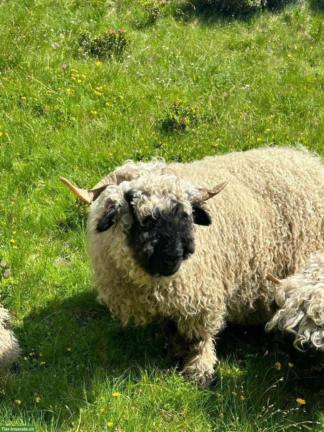 2 trächtige Walliser Schwarznasenschaf Auen zu verkaufen