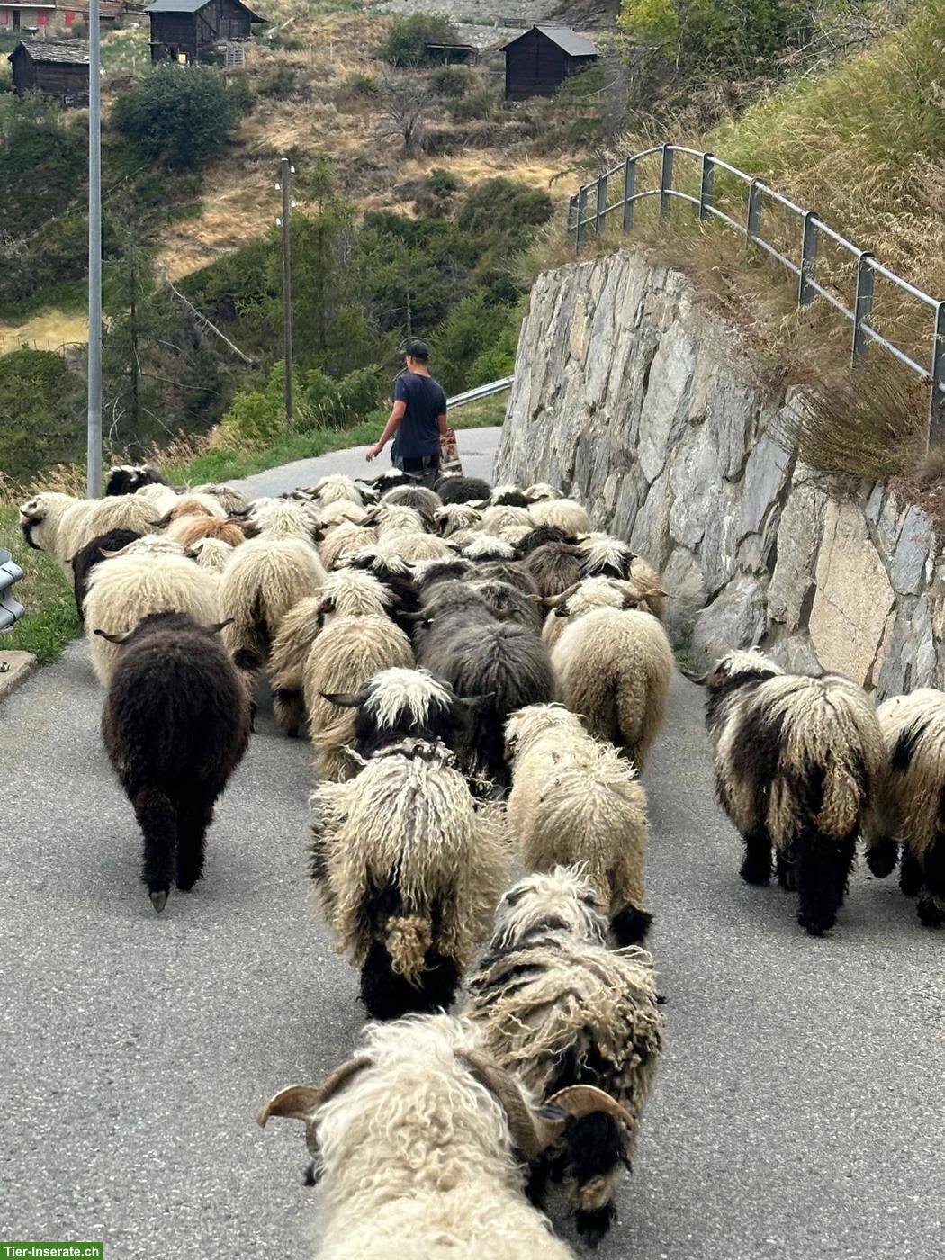 Bild 2: 2 trächtige Walliser Schwarznasenschaf Auen zu verkaufen