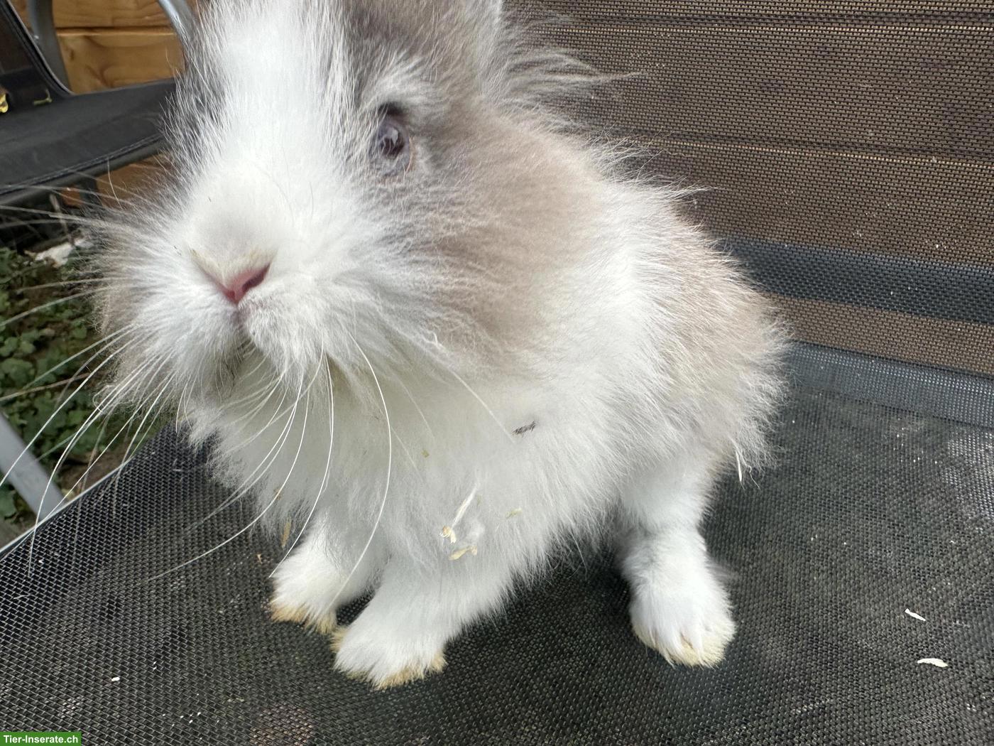Bild 3: Löwenkopf Zwergkaninchen Böckli, handzahm