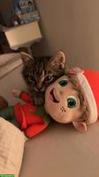 Süsser Hauskater sucht liebevolles Zuhause