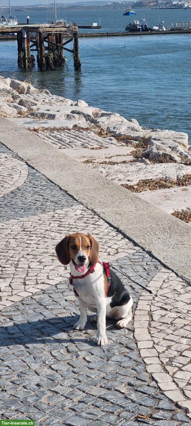 Unsere junge Beagle Hündin sucht ein liebes Zuhause