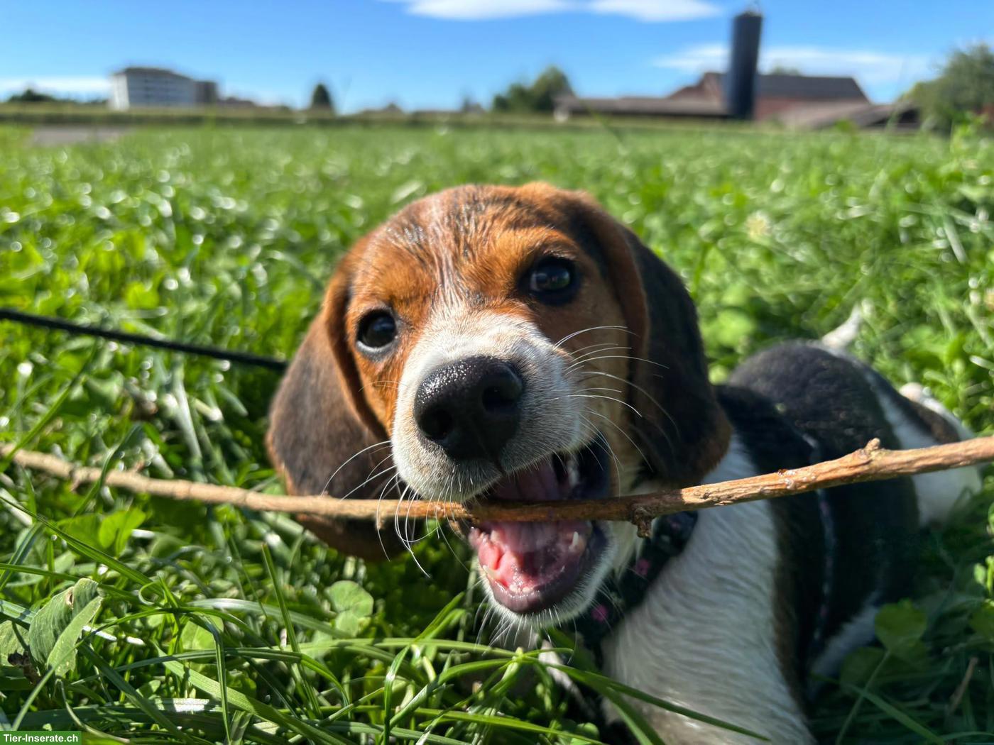 Bild 2: Unsere junge Beagle Hündin sucht ein liebes Zuhause