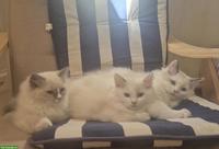 Seal Ragdoll Kitten, weiblich zu verkaufen