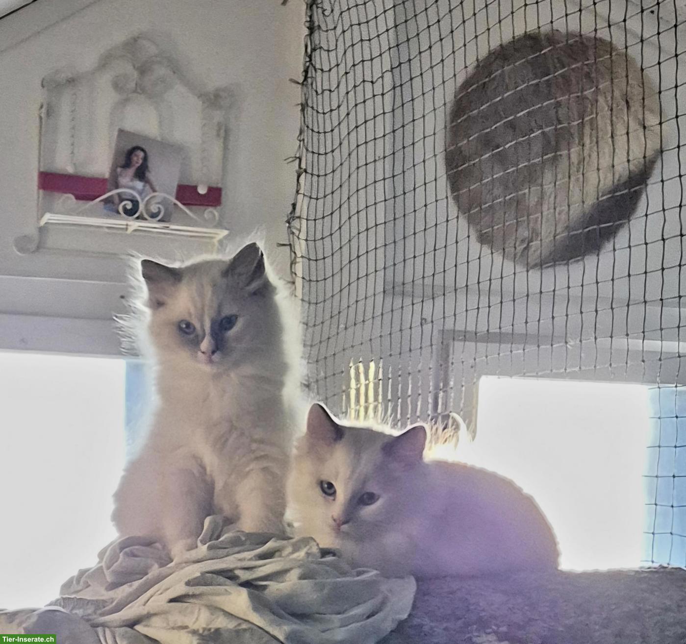 Bild 2: Seal Ragdoll Kitten, weiblich zu verkaufen