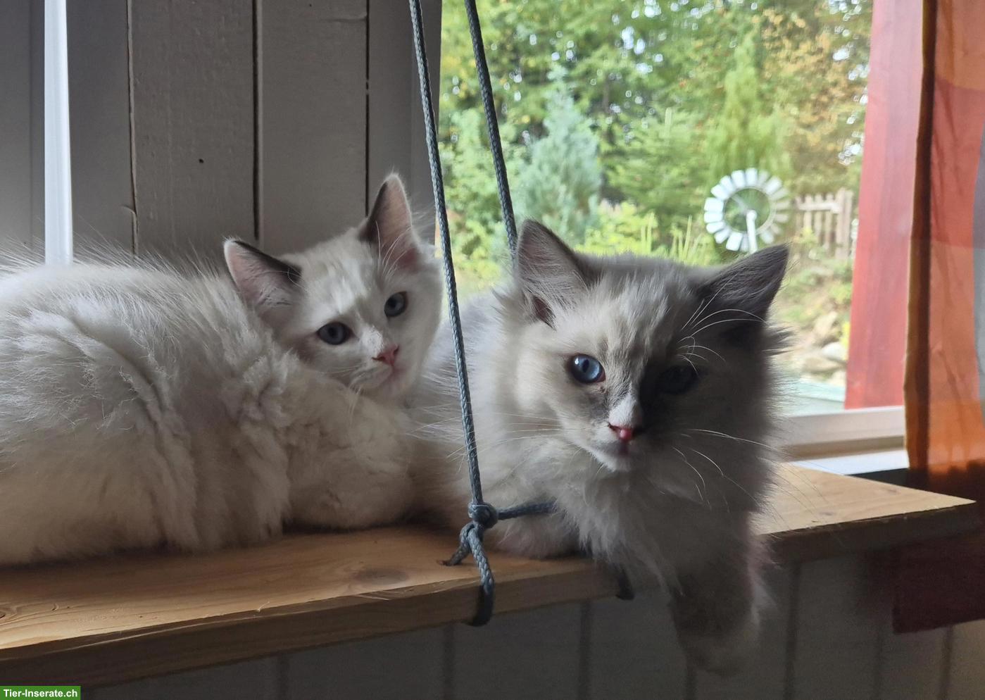 Bild 4: Seal Ragdoll Kitten, weiblich zu verkaufen
