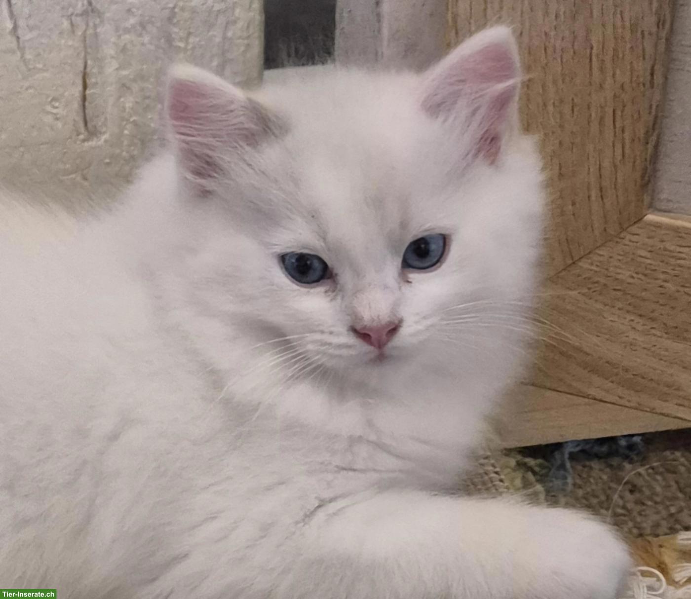Bild 5: Seal Ragdoll Kitten, weiblich zu verkaufen