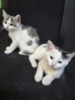 2 mix Kater suchen ein für immer Zuhause