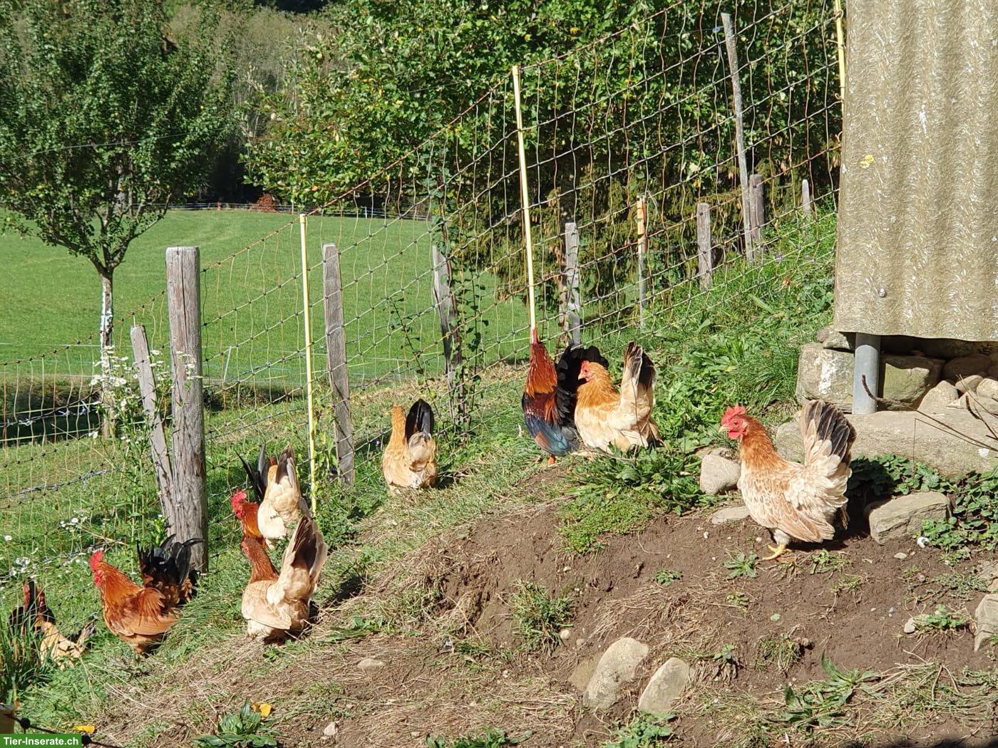 6 Chabo Hähne zu verkaufen