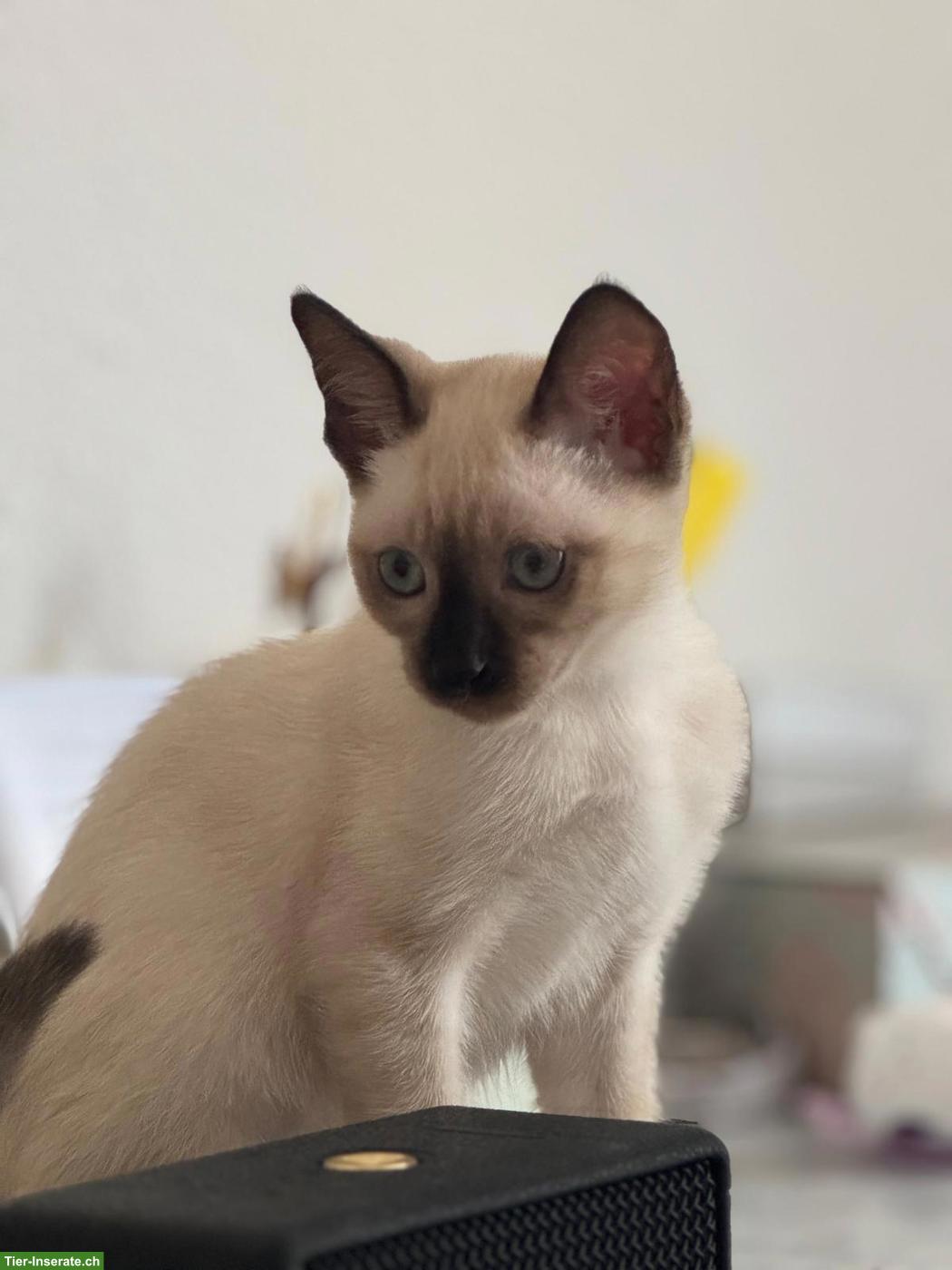 Junger Siam Kater 4 Monaten alt