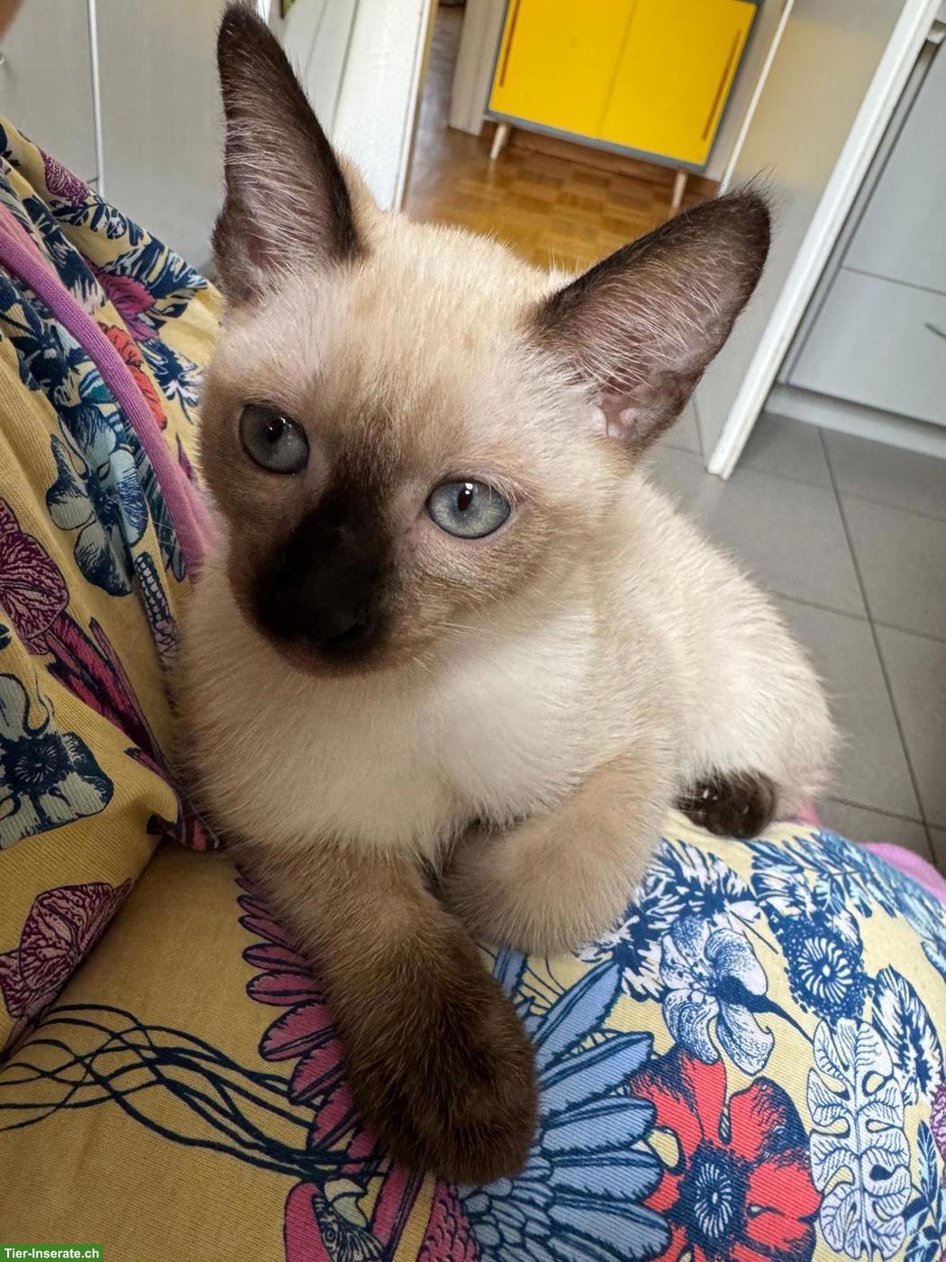 Bild 2: Junger Siam Kater 4 Monaten alt
