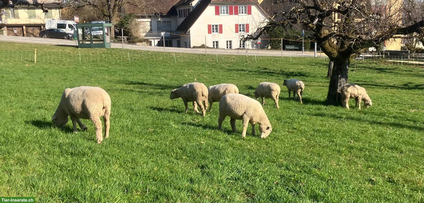 WAS Schafe zu verkaufen