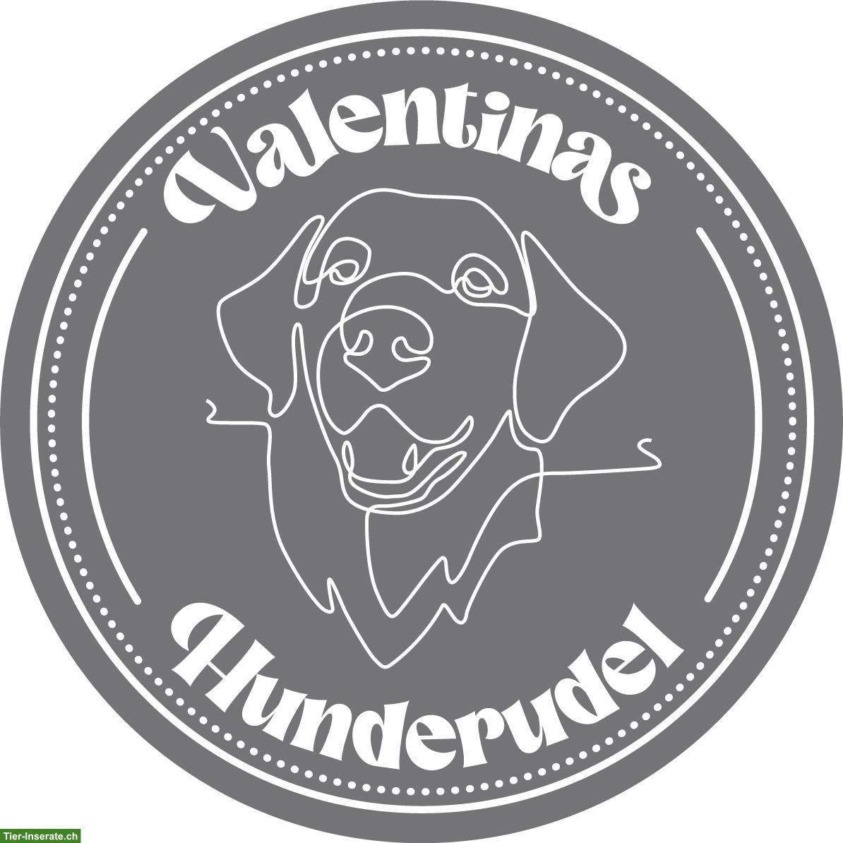 Hundebetreuung mit Abhol- und Bringservice | Zürcher Unterland