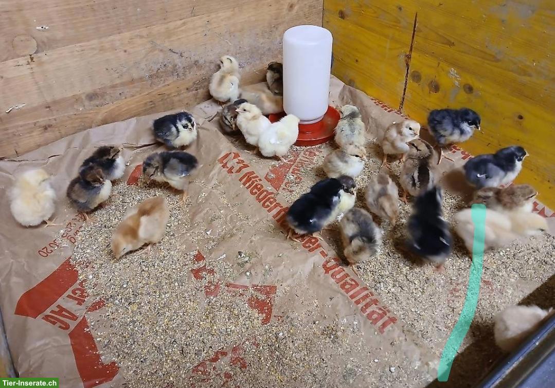 Küken Schwedisches Blumenhuhn