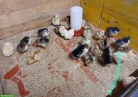 Küken Schwedisches Blumenhuhn