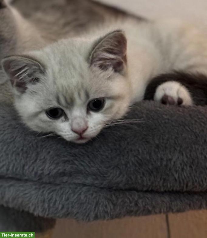 Liebevolle junge Britisch Kurzhaar Katze sucht ein Zuhause 🐾