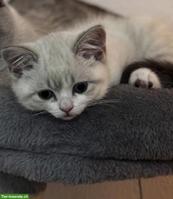 Liebevolle junge Britisch Kurzhaar Katze sucht ein Zuhause 🐾