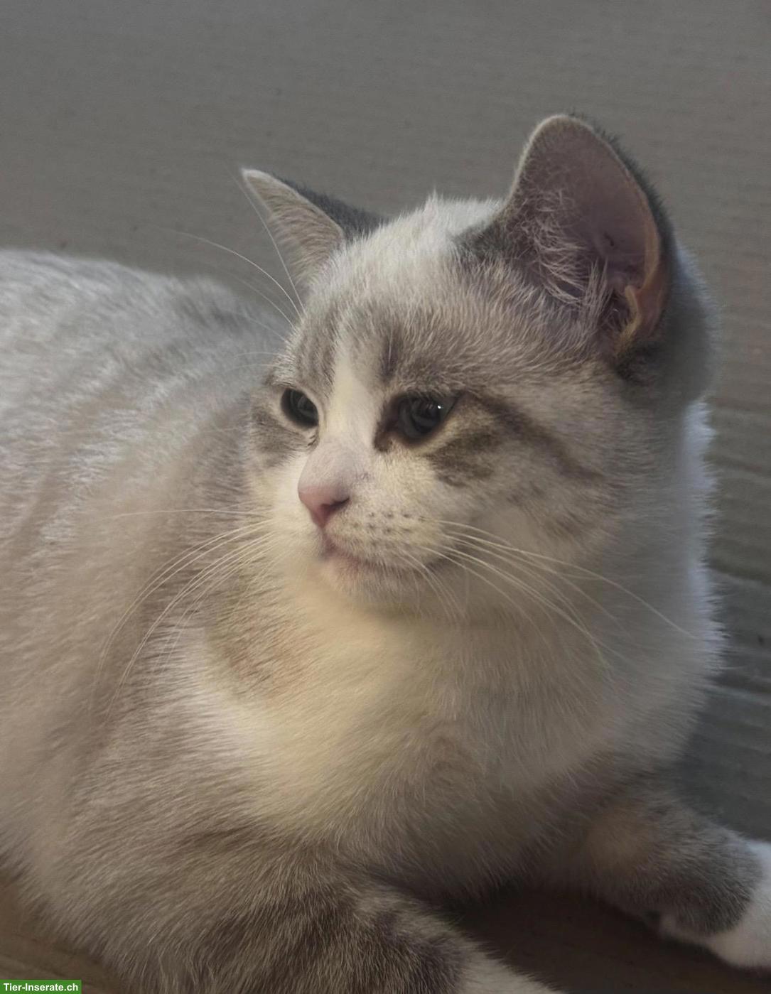 Bild 3: Liebevolle junge Britisch Kurzhaar Katze sucht ein Zuhause 🐾