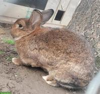 Kaninchen Momo sucht ein schönes Zuhause