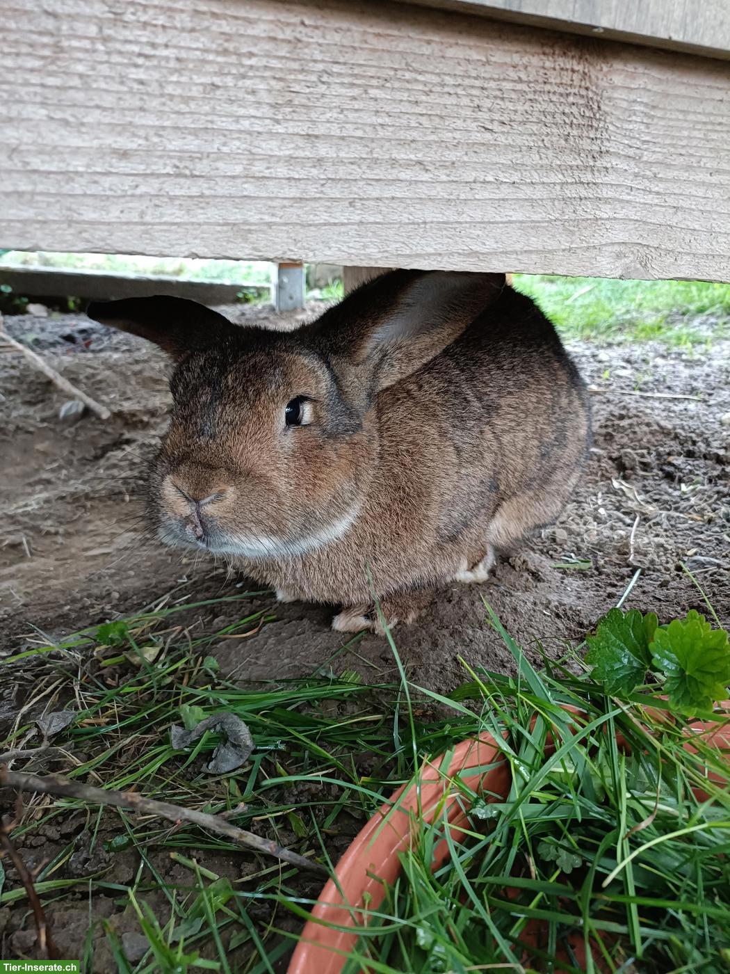 Bild 2: Kaninchen Momo sucht ein schönes Zuhause