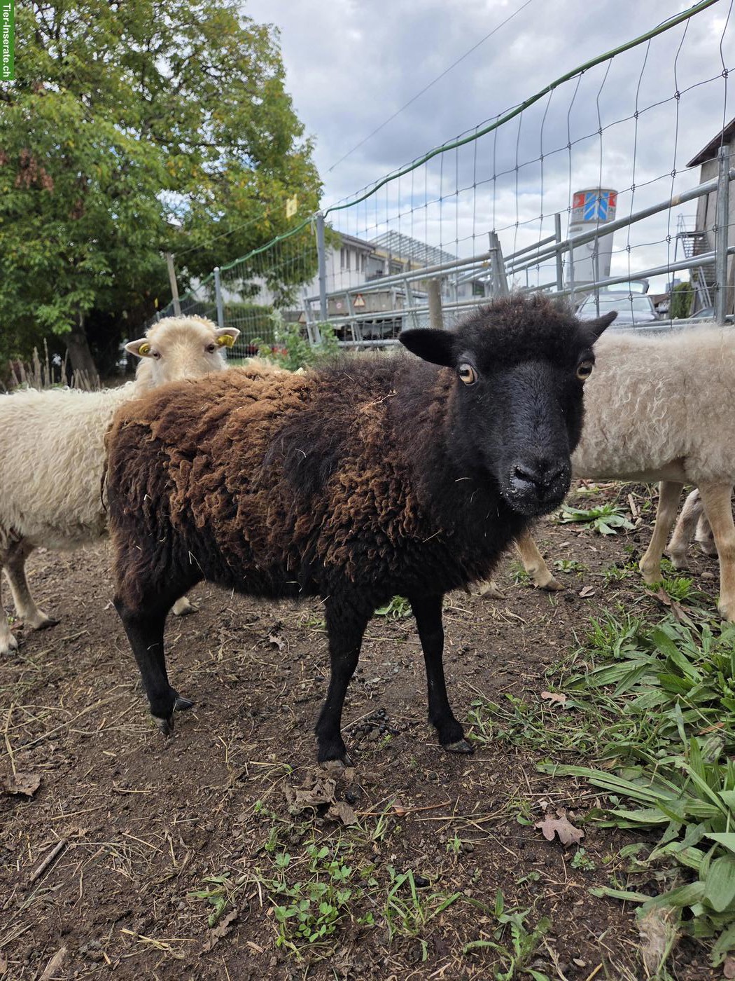Ouessant Aue zu verkaufen
