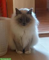 Birma Kater Jimmi, 10-jährig sucht ein neues Zuhause