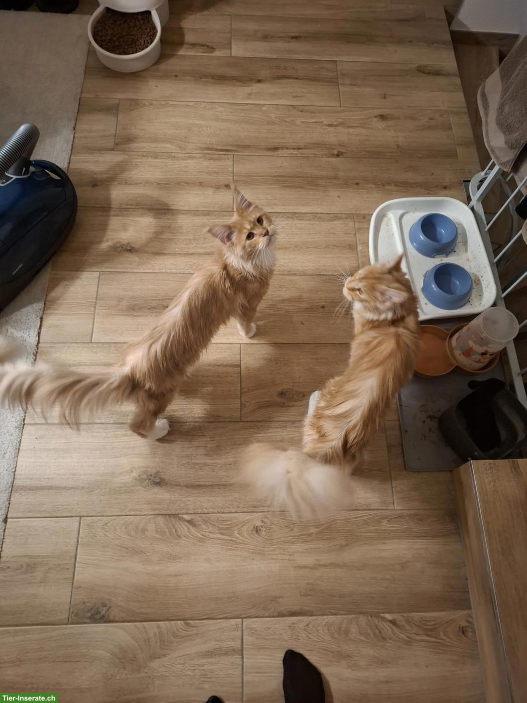 2 wundervolle, liebe Maine Coon Katzen, weiblich