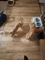 2 wundervolle, liebe Maine Coon Katzen, weiblich