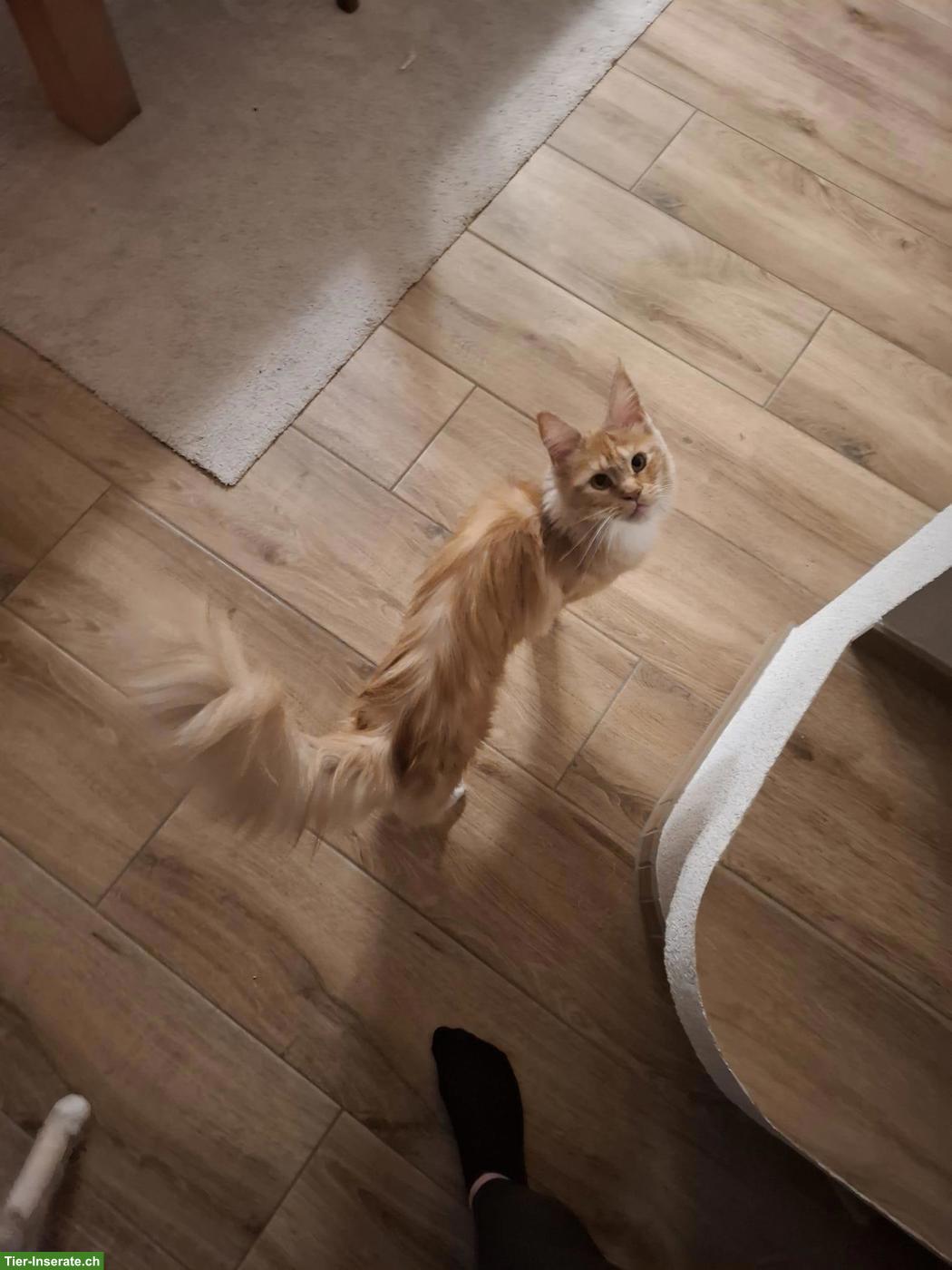 Bild 2: 2 wundervolle, liebe Maine Coon Katzen, weiblich