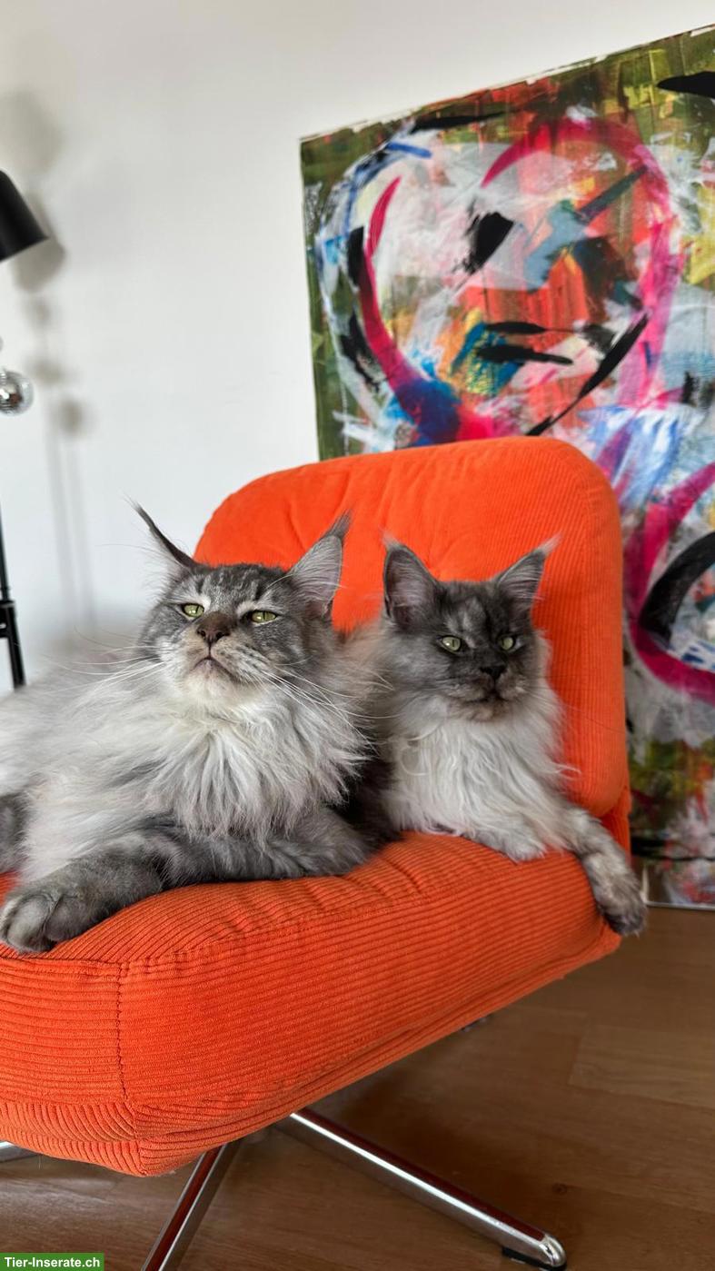 2 liebe Maine Coon Kater, kastriert, 1.5- und 3-jährig