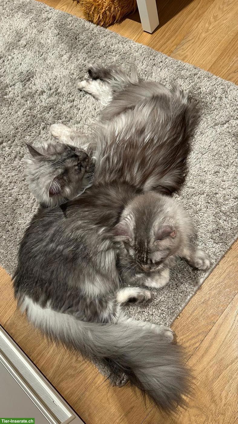 Bild 2: 2 liebe Maine Coon Kater, kastriert, 1.5- und 3-jährig