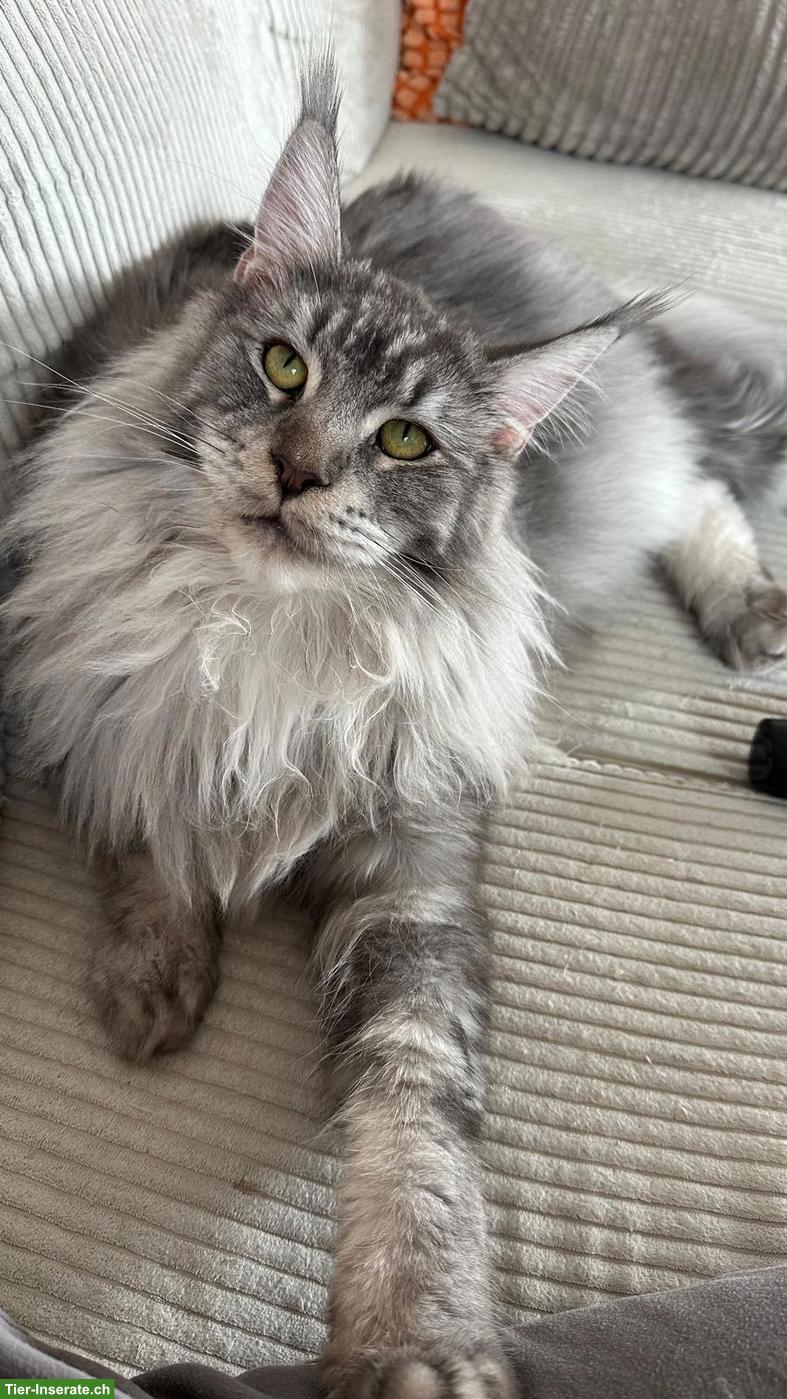 Bild 3: 2 liebe Maine Coon Kater, kastriert, 1.5- und 3-jährig