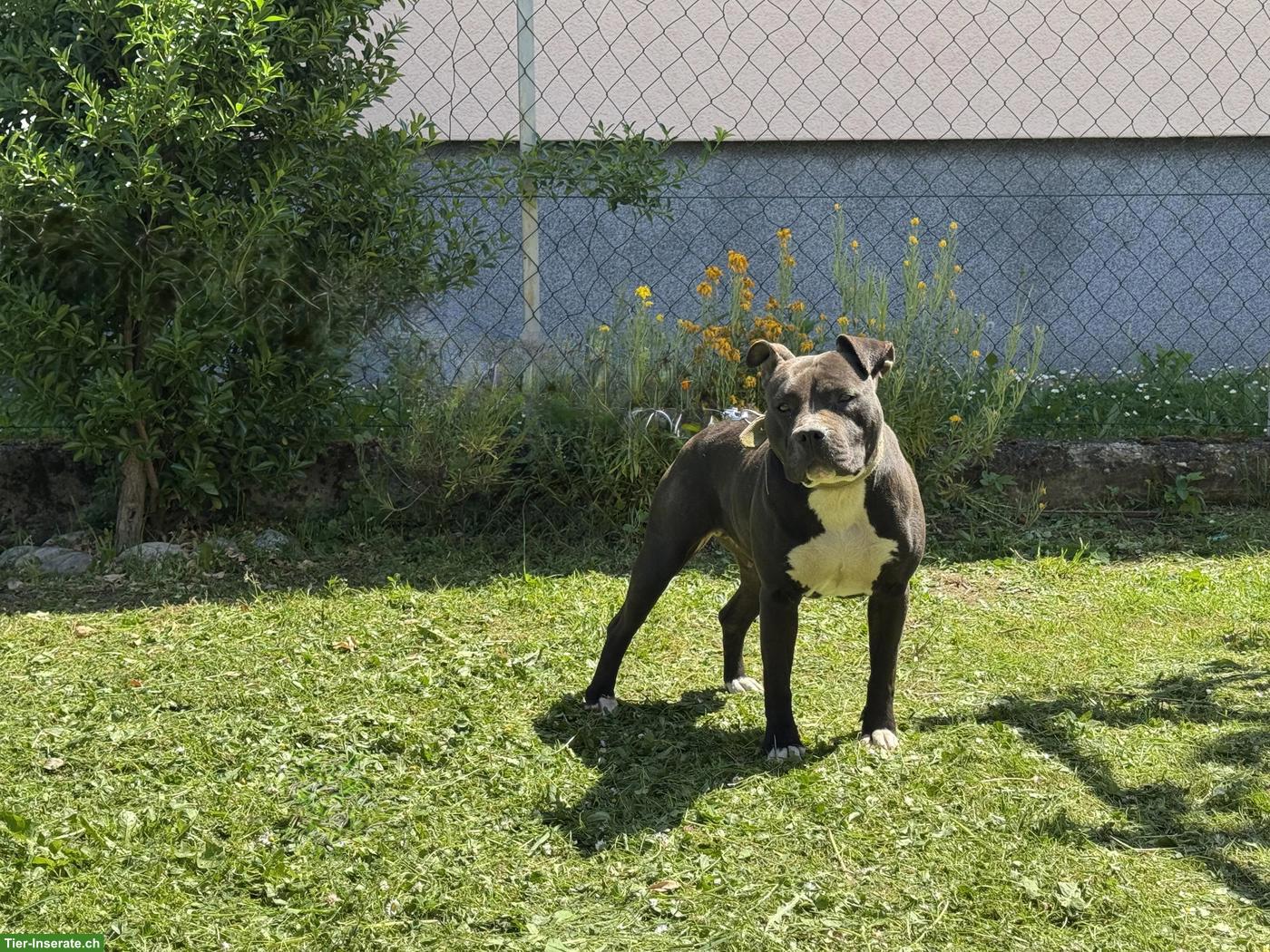 Wunderschöne 3-jährige AmStaff Hündin sucht ein Zuhause