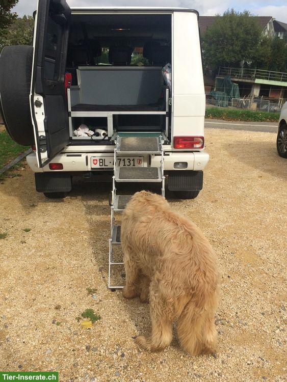 Bild 2: Hundebox, Hundetreppe, Hunderampe, Einstiegshilfe, G-Klasse