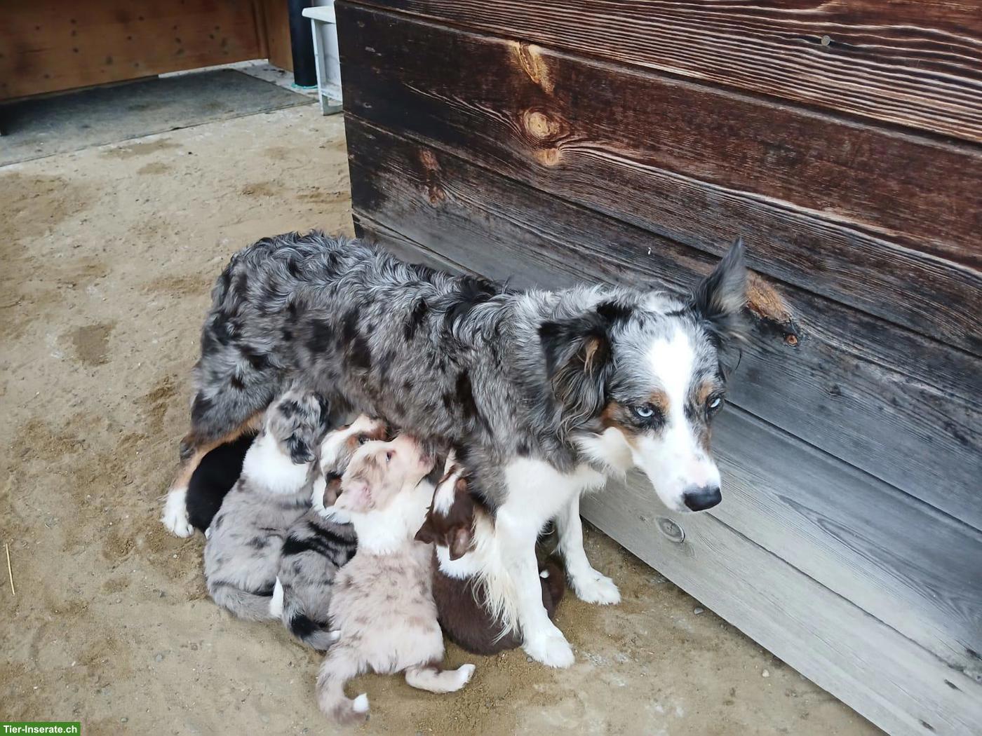 Border Collie Welpen zu vergeben